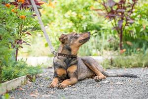 cachorro vira-lata na coleira está deitado no caminho e aproveitando um dia de verão foto