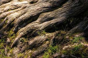 fechar o foco nas raízes secas da velha árvore com a luz solar. foto