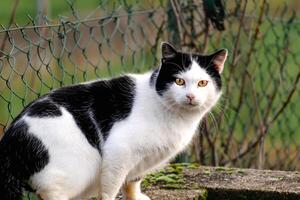domesticado bicolor gato com amarelo olhos, Preto e branco pelagem, ao ar livre cena, felis gato, europeu cabelo curto, céltico cabelo curto foto