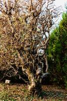 torcido avelã árvore dentro a meio do inverno sem folhagem com ondulado galhos, corilo avellana contorcer foto