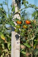 vermelho e verde cereja tomates crescendo dentro ecológico jardim em de madeira estaca com biodegradável ligação foto