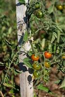 vermelho e verde cereja tomates crescendo dentro ecológico jardim em de madeira estaca com biodegradável ligação foto