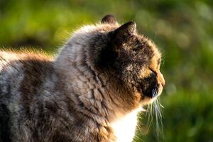 lindo chita gato com azul olhos sentado dentro a jardim com brilho do sol foto