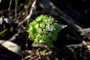 a branco carrapicho, a primeiro flores do Primavera. Butterbur albus dentro a floresta dentro uma úmido ambiente, ao longo cursos de água. dentro França, Europa. flor topo visualizar. foto