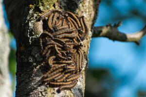 lagartas visto dentro uma fruta árvore, possivelmente a lacaio mariposa, malacosoma nêustria, lepidoptera foto