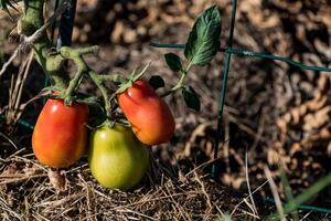 vermelho e verde roma tomates crescendo dentro ecológico jardim com biodegradável ligação foto