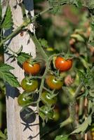 vermelho e verde cereja tomates crescendo dentro ecológico jardim em de madeira estaca com biodegradável ligação foto