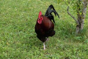 francês galo dentro Fazenda em verde Relva foto