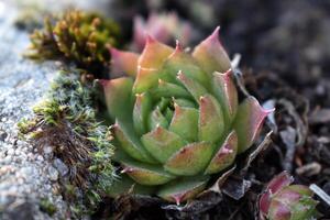 sempervivum tectorum, comum caseiro. perene plantar crescendo dentro flor Panela. sempervivum dentro natureza. viver para sempre plantar, suculento. foto