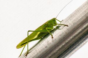 grande gafanhoto dentro uma jardim barraca, Katidide, tettigoniidae foto