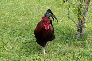 francês galo dentro Fazenda em verde Relva foto