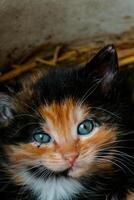 fofa chita gatinho com azul olhos olhando às a Câmera, lixo do três gatinhos dentro a Palha em uma Fazenda foto