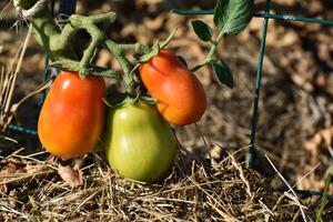 vermelho e verde roma tomates crescendo dentro ecológico jardim com biodegradável ligação foto