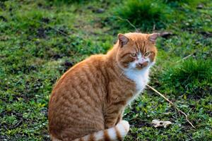 fofa gengibre gato com amarelo olhos ao ar livre cena dentro uma Fazenda foto