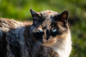 lindo chita gato com azul olhos sentado dentro a jardim com brilho do sol foto