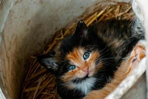 fofa chita gatinho com azul olhos olhando às a Câmera, lixo do três gatinhos dentro a Palha em uma Fazenda foto