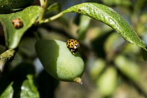 joaninha e larva em uma ameixa, coccinela septempunctata, coccinellidae foto