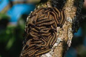 lagartas visto dentro uma fruta árvore, possivelmente a lacaio mariposa, malacosoma nêustria, lepidoptera foto
