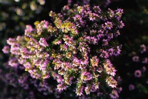 Rosa urze raminhos em uma plantar dentro a terra dentro inverno, ericáceas, calluna vulgar foto