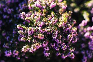 Rosa urze raminhos em uma plantar dentro a terra dentro inverno, ericáceas, calluna vulgar foto