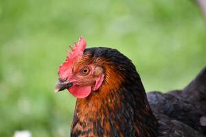 fechar acima em uma fofa Preto e Castanho bicolor frango foto