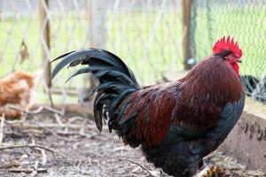 francês galo dentro uma Fazenda com lindo Sombrio plumagem foto