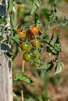 vermelho e verde cereja tomates crescendo dentro ecológico jardim em de madeira estaca com biodegradável ligação foto