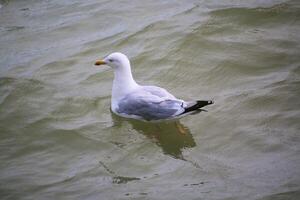 uma Visão do uma arenque gaivota dentro llandudno foto