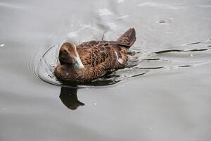 uma Visão do a eider Pato foto