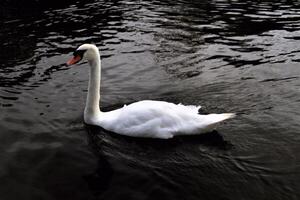 um close-up de um cisne mudo foto