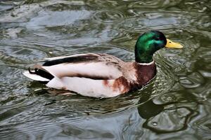 um close-up de um pato-real foto