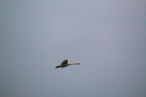 uma visão de um cisne whooper foto