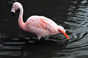 um close-up de um flamingo foto