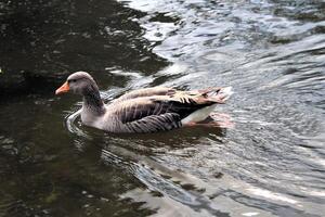 um close-up de um ganso greylag foto