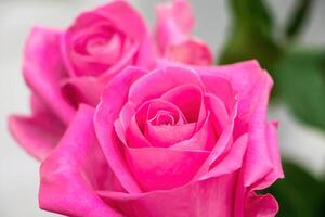 ramalhete do rosas dentro flor fazer compras. foto