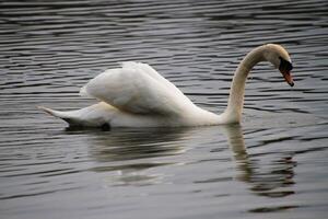 uma visão de um cisne mudo foto