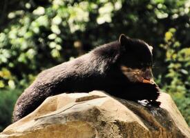 uma fechar acima do uma Urso foto