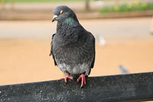 um close-up de um pombo foto