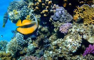 solteiro vermelho mar bannerfish pairando às colorida corais dentro marsa Alam foto