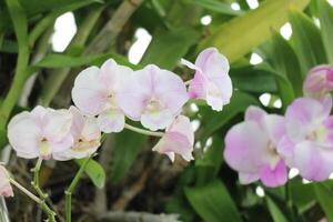 phalaenopsis rothschildiana é uma lindo branco e Rosa orquídea. foto