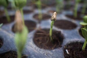 diferente tipos do plantar e legumes mudas foto