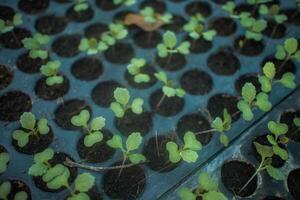 diferente tipos do plantar e legumes mudas foto