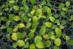 diferente tipos do plantar e legumes mudas foto