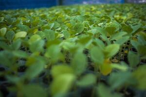 diferente tipos do plantar e legumes mudas foto