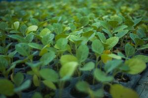 diferente tipos do plantar e legumes mudas foto