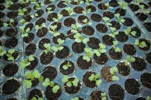 plantar e legumes mudas foto