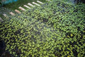 plantar e legumes mudas foto