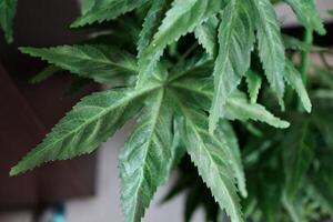maconha folhas cannabis plantas foto