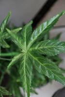 maconha folhas cannabis plantas foto