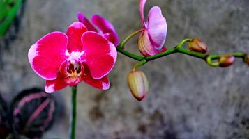 lua orquídea ou traça orquídea e Como inglês Bulan foto